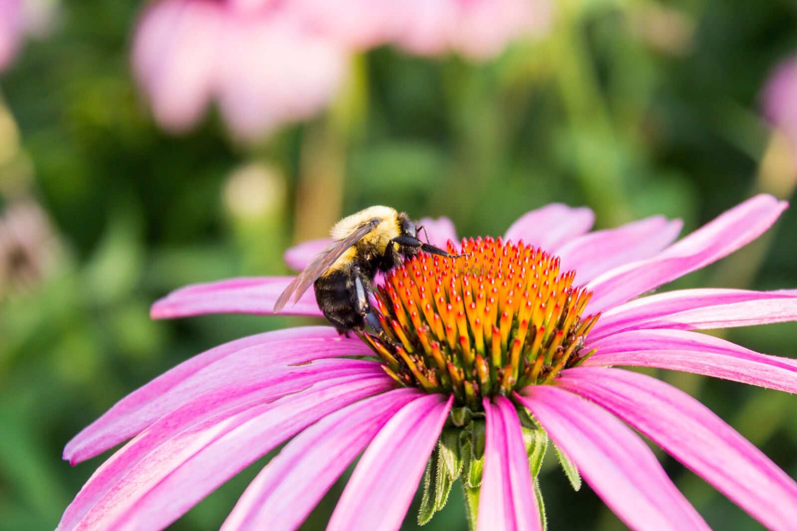 Canon EOS 600D (Rebel EOS T3i / EOS Kiss X5) sample photo. Nature, flower, insect photography