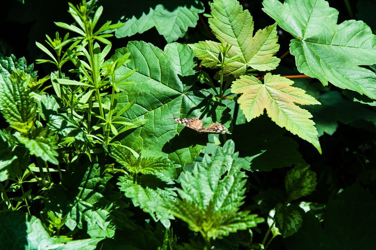 Nikon D5000 sample photo. Butterfly, green, nature photography