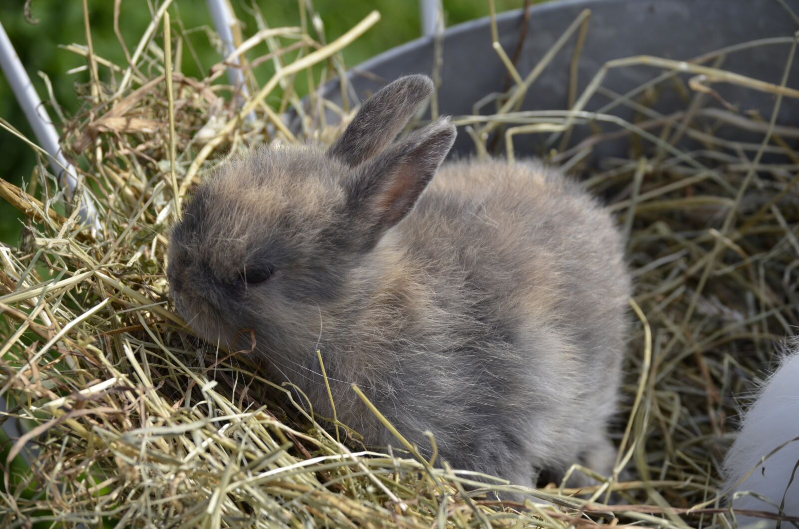 Nikon D5100 sample photo. Hare, baby, brown photography