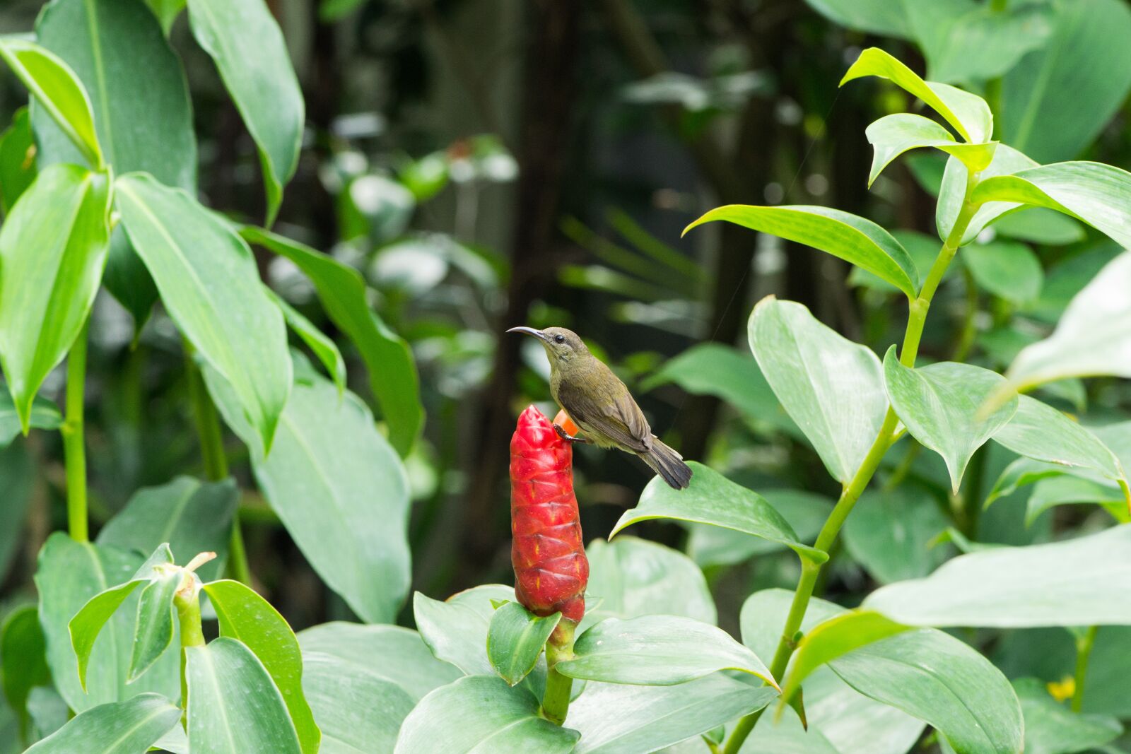 Nikon D3100 sample photo. Sheet, plant, nature photography