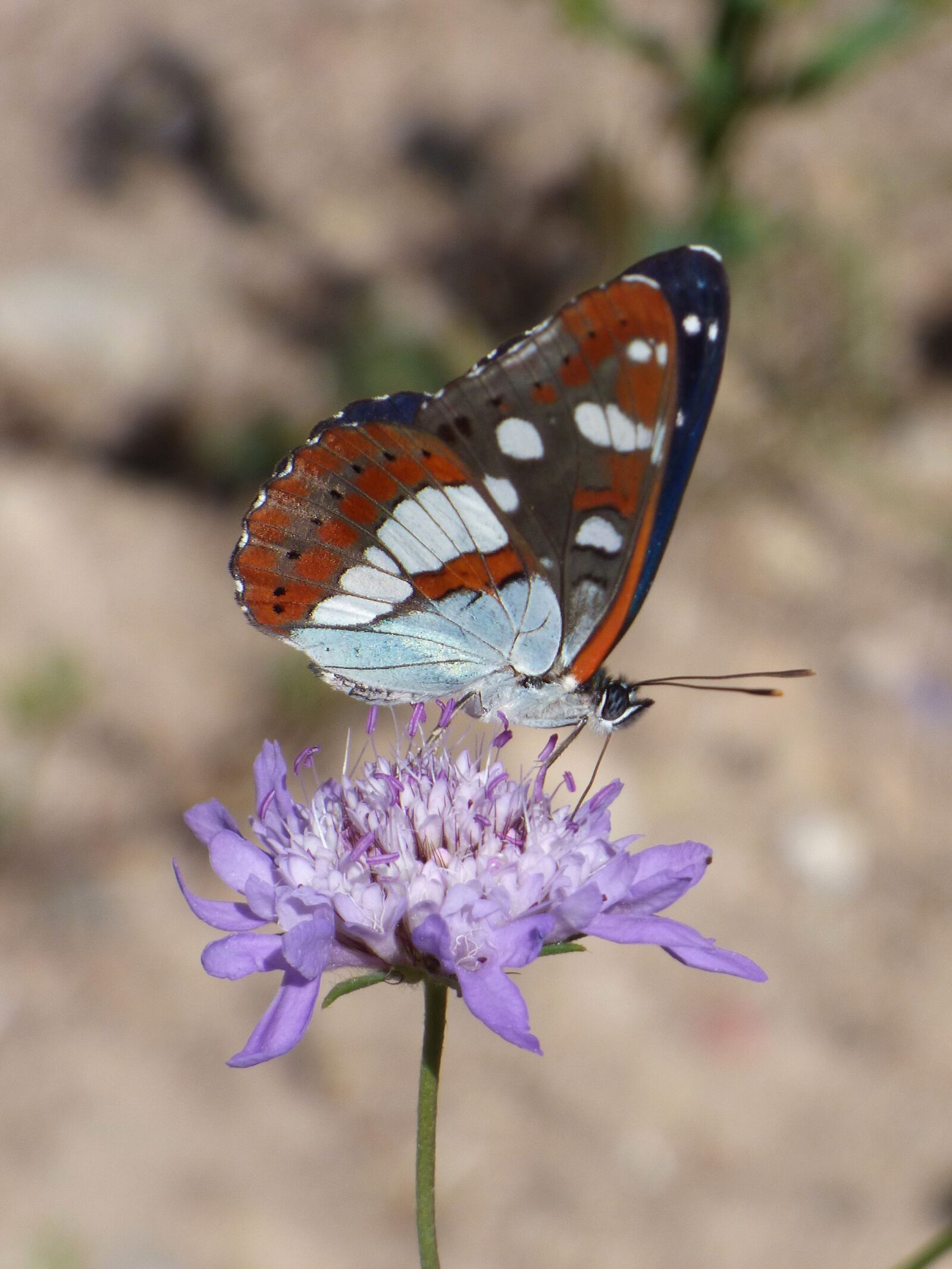 Panasonic Lumix DMC-FZ70 sample photo. Butterfly, nymph streams, limenitis photography