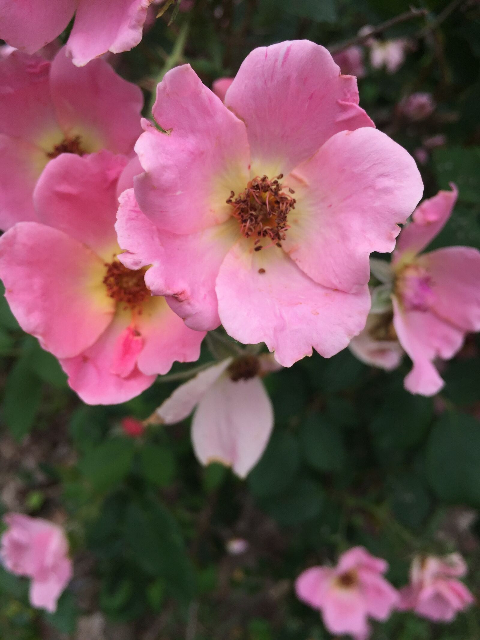 iPhone 6 back camera 4.15mm f/2.2 sample photo. Pink, flower photography