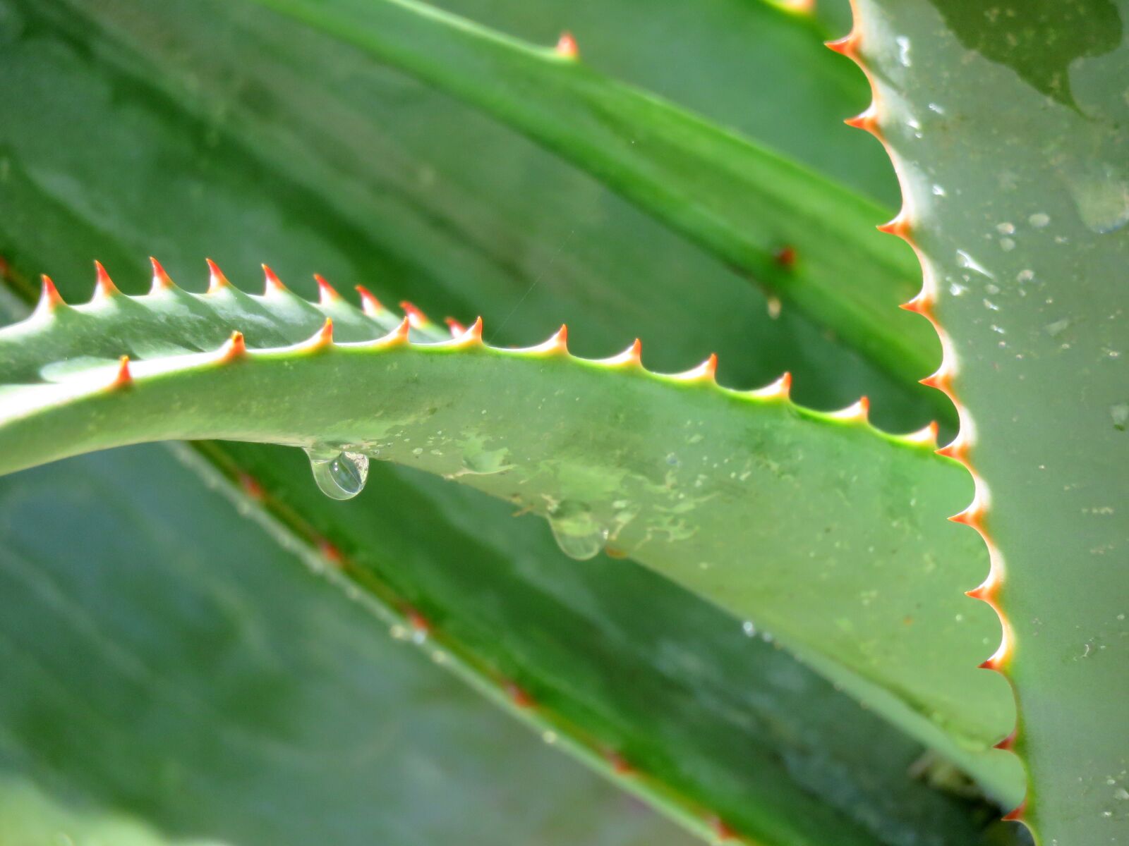 Canon PowerShot SX60 HS sample photo. Aloe, aloe vera, plant photography