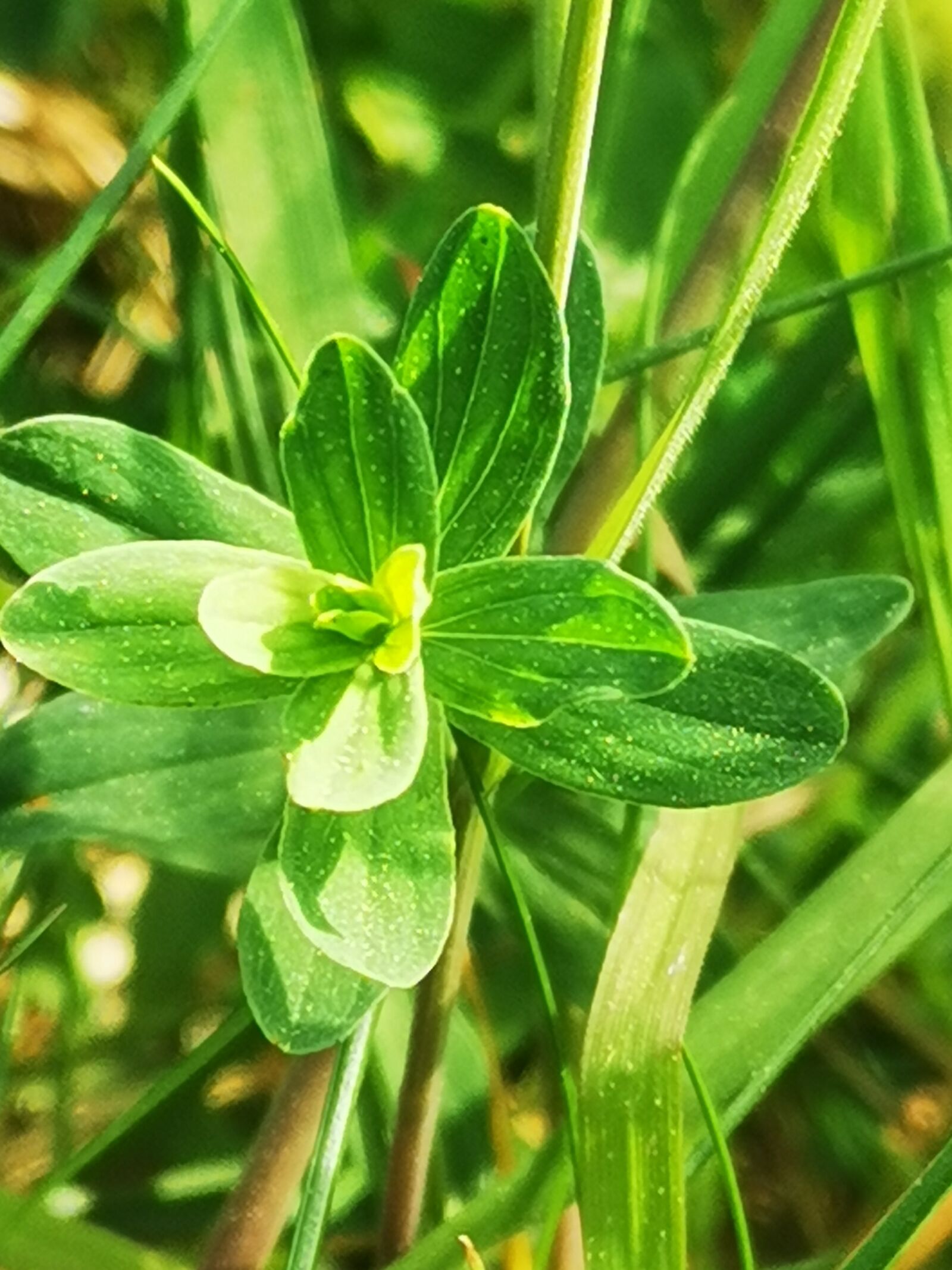 HUAWEI P30 sample photo. Flower, green, summer photography