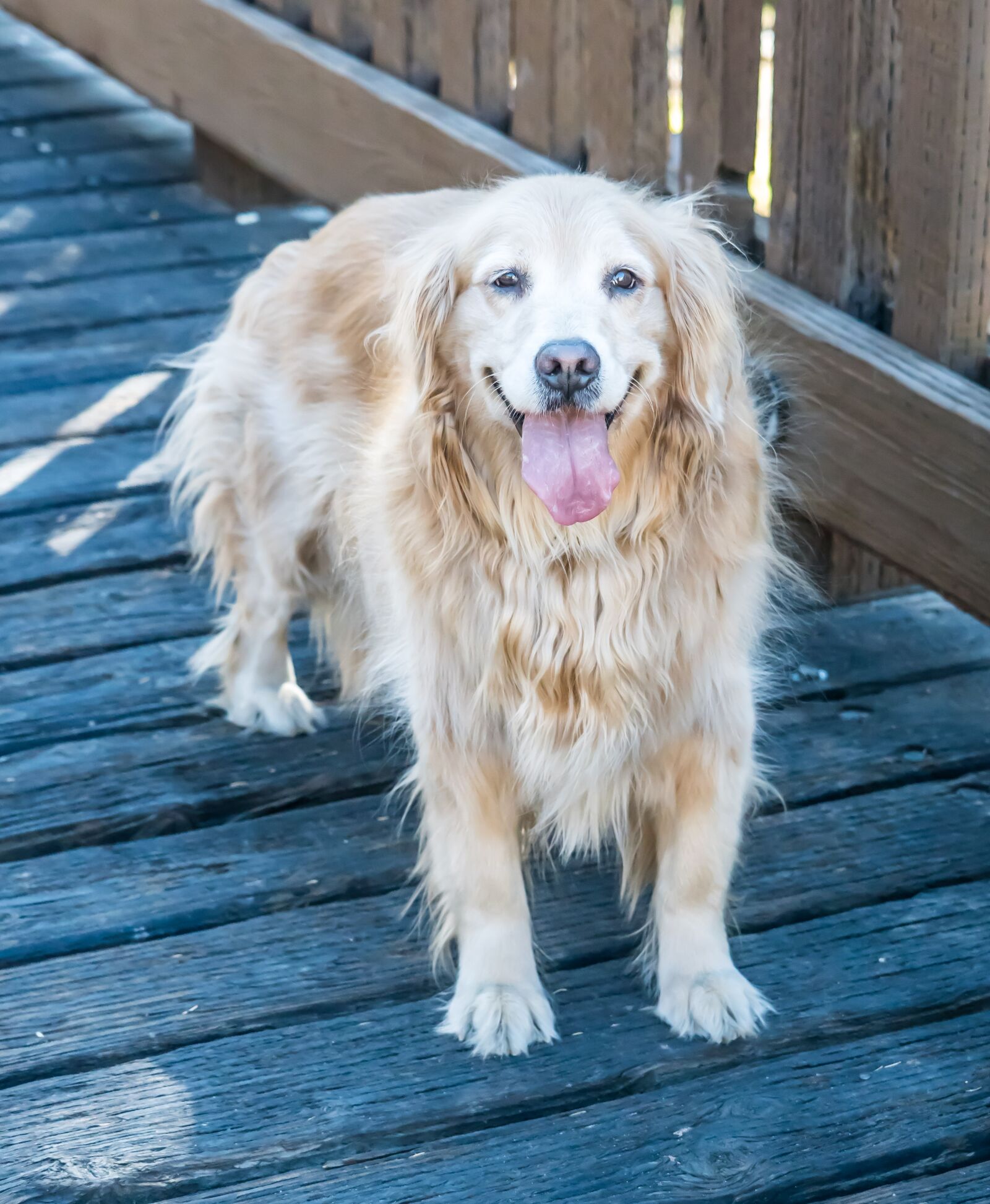 Sony a7R II + Sony FE 24-240mm F3.5-6.3 OSS sample photo. Dog, canine, golden retriever photography