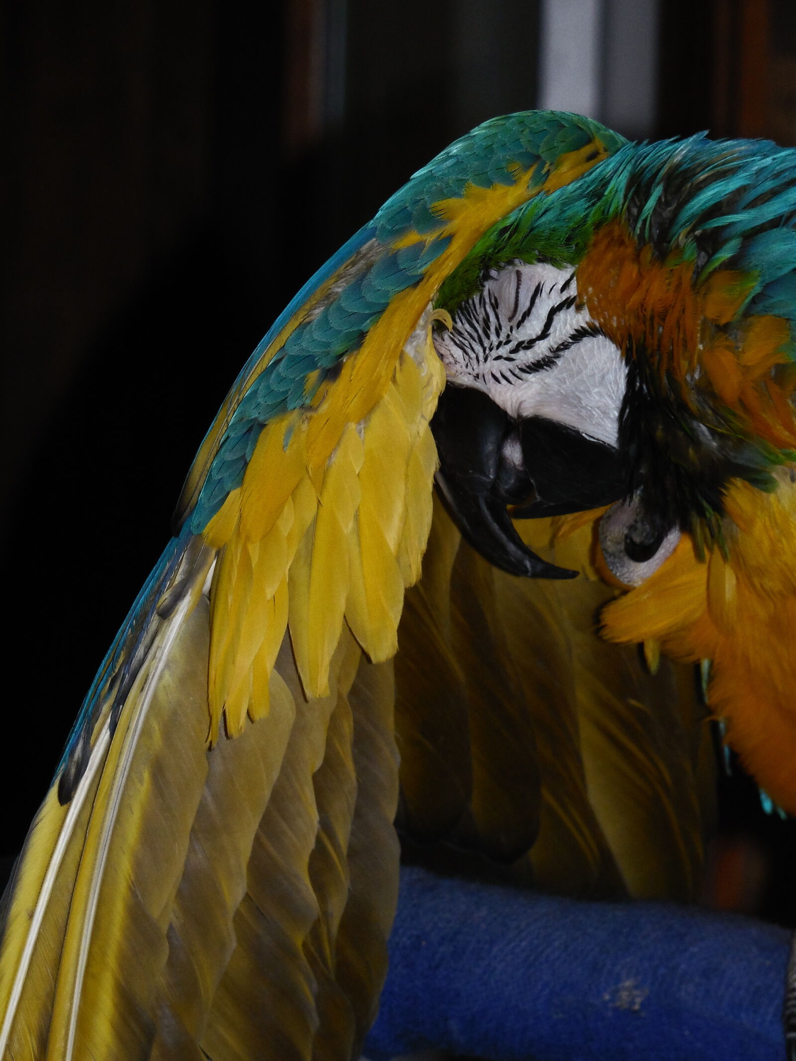 Samsung WB2200F sample photo. B, g, macaw, macaw photography