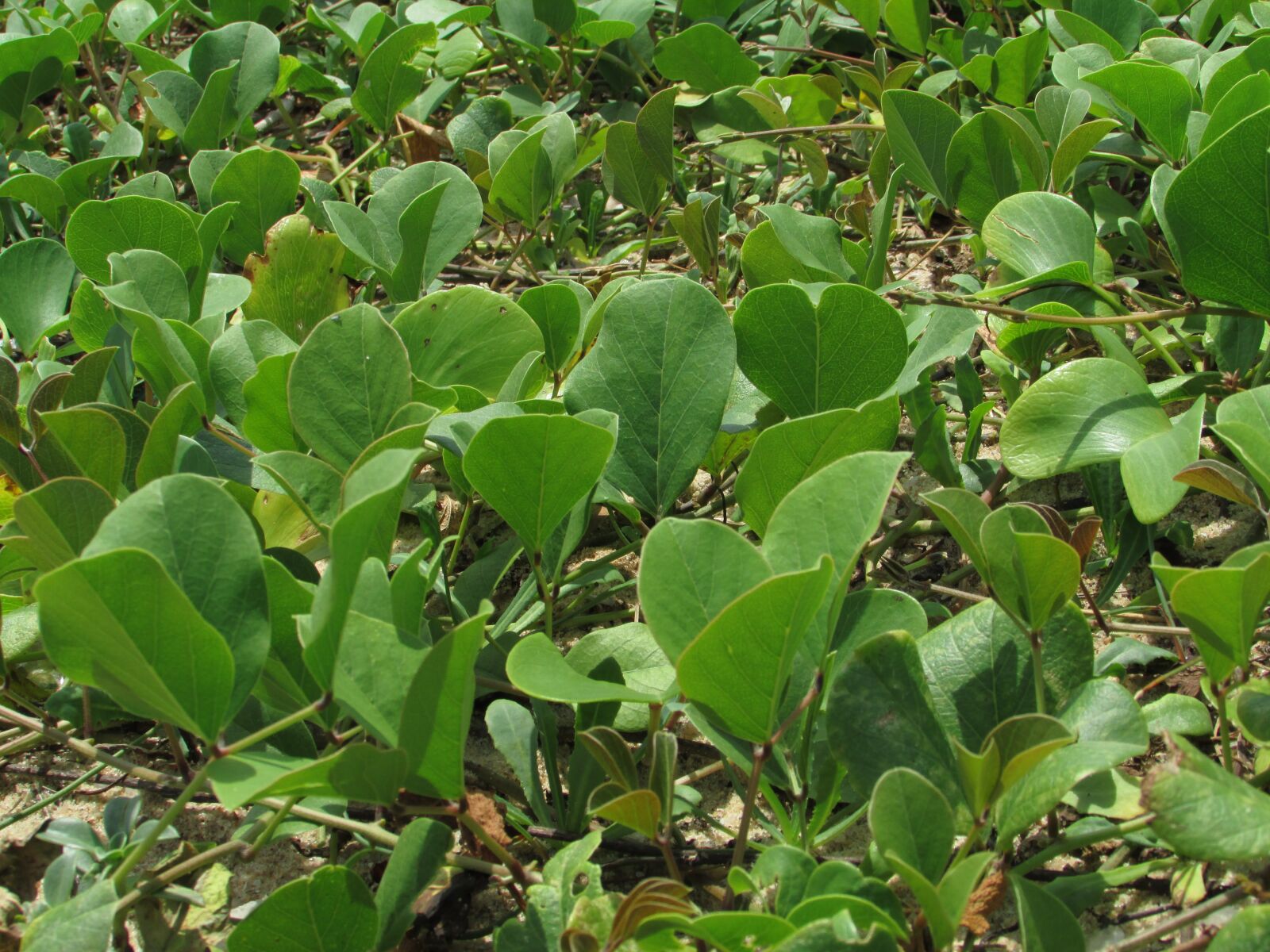 Canon PowerShot SX500 IS sample photo. Water plants, leaves, green photography