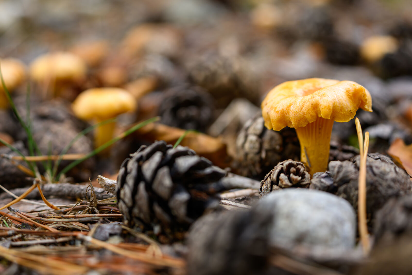 Nikon Z8 sample photo. Mushroom ground photography