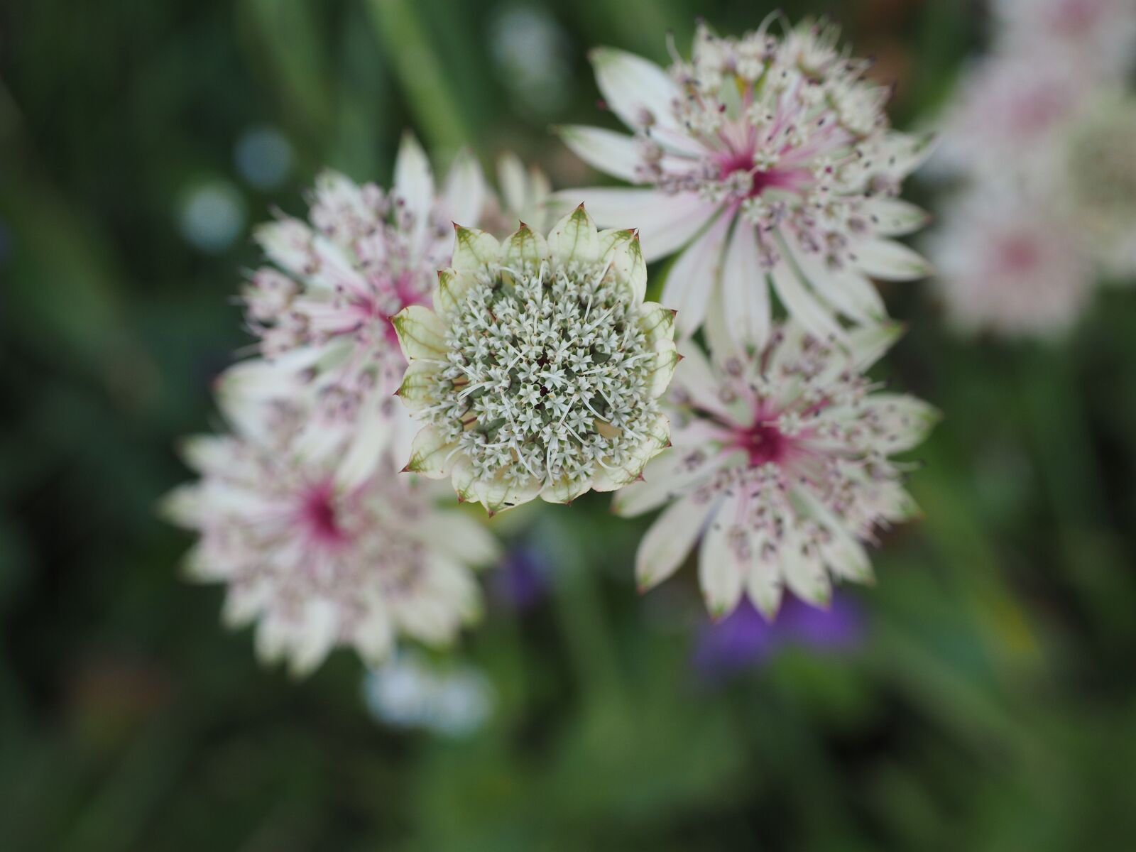 Olympus OM-D E-M1 + Olympus M.Zuiko Digital ED 12-40mm F2.8 Pro sample photo. Great masterwort, flower, blossom photography