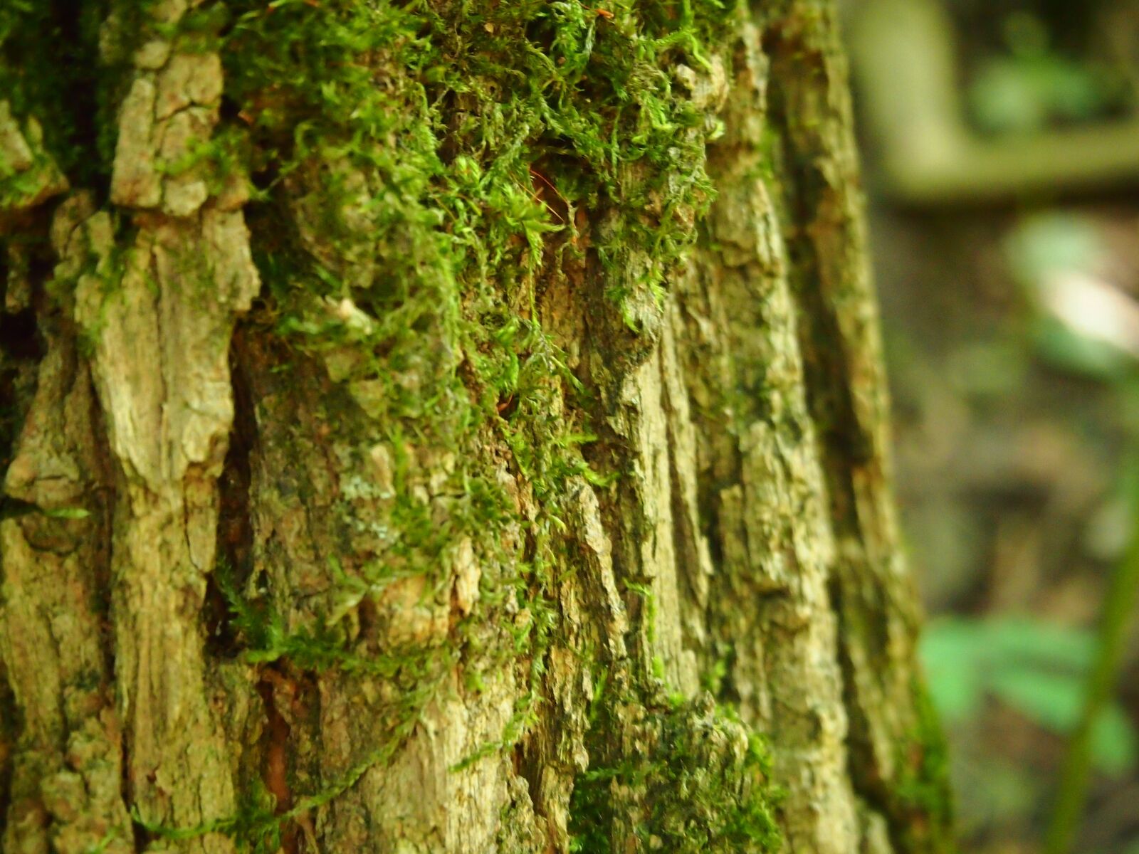 Olympus PEN E-P3 sample photo. Tree, moss, tribe photography