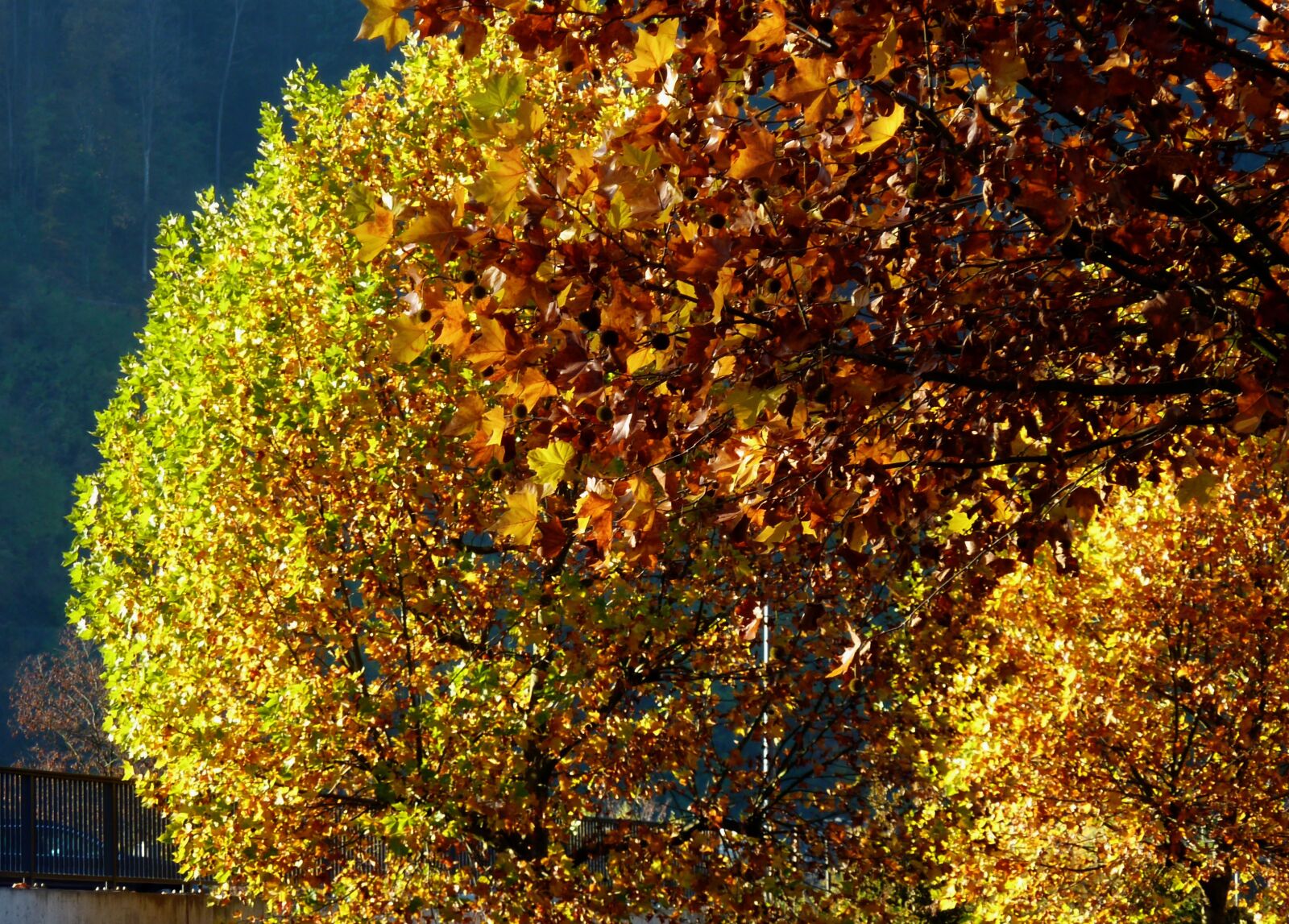 Panasonic DMC-TZ7 sample photo. Autumn, leaves, fall foliage photography