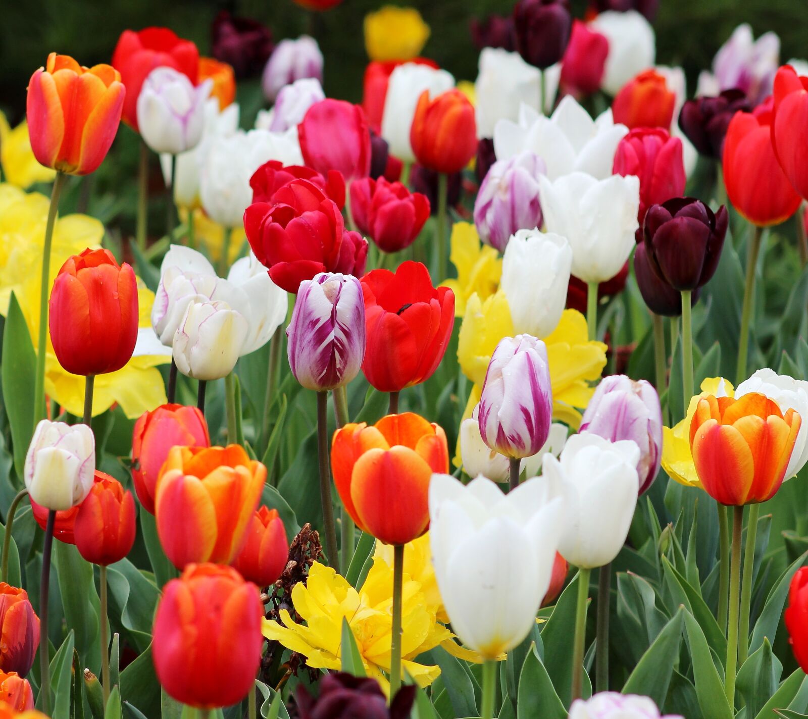 Canon EF 75-300mm f/4-5.6 USM sample photo. Tulip, flora, nature photography