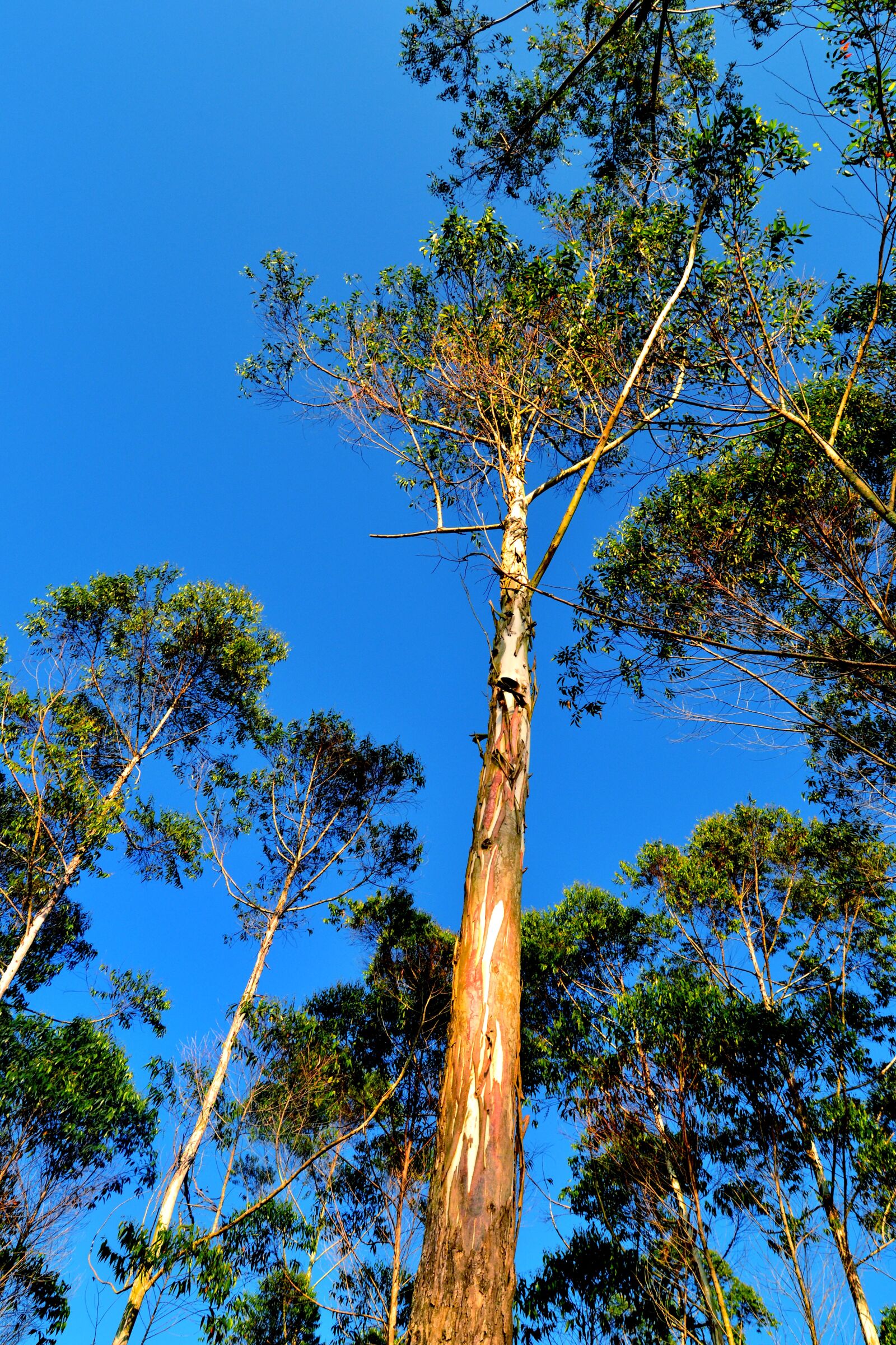 Nikon D3100 sample photo. Tree, trees, flor photography