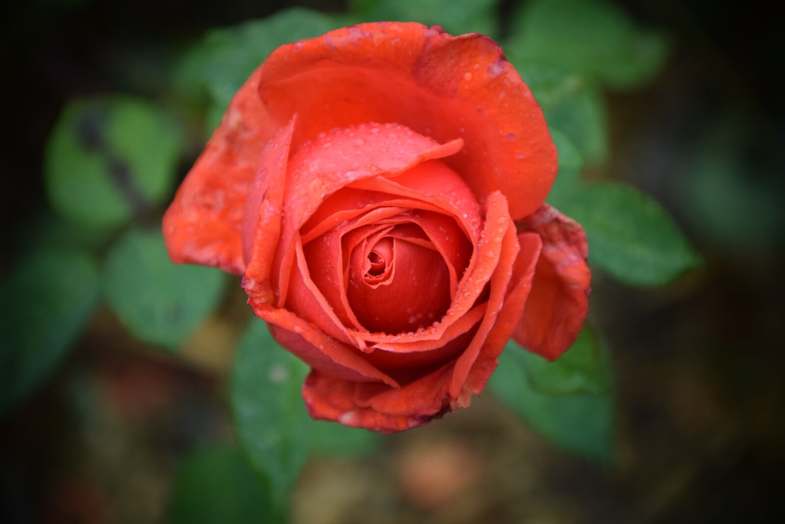 Nikon D3300 sample photo. Rose, close up, blossom photography
