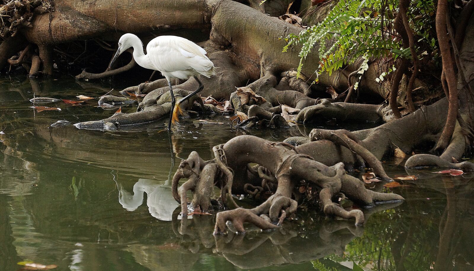 Sony Alpha NEX-7 sample photo. Wading, bird, waders photography