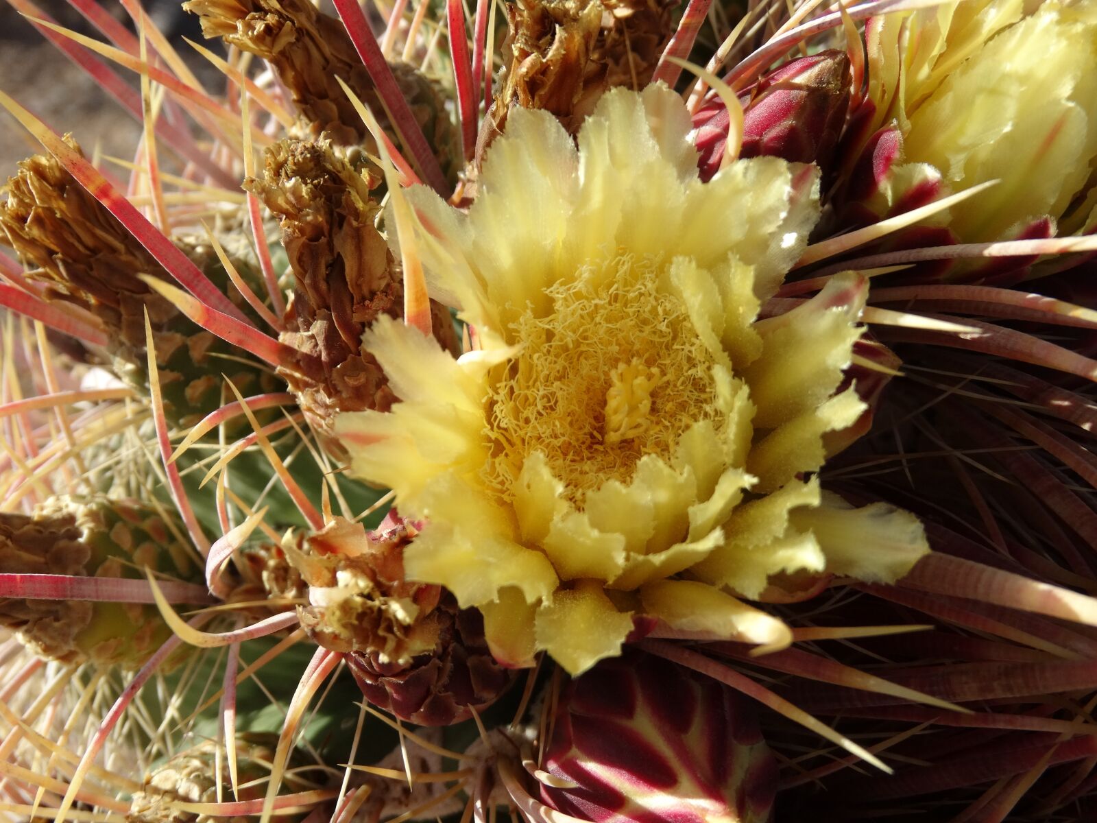 Sony Cyber-shot DSC-HX300 sample photo. Cactus flower, cactus, flower photography