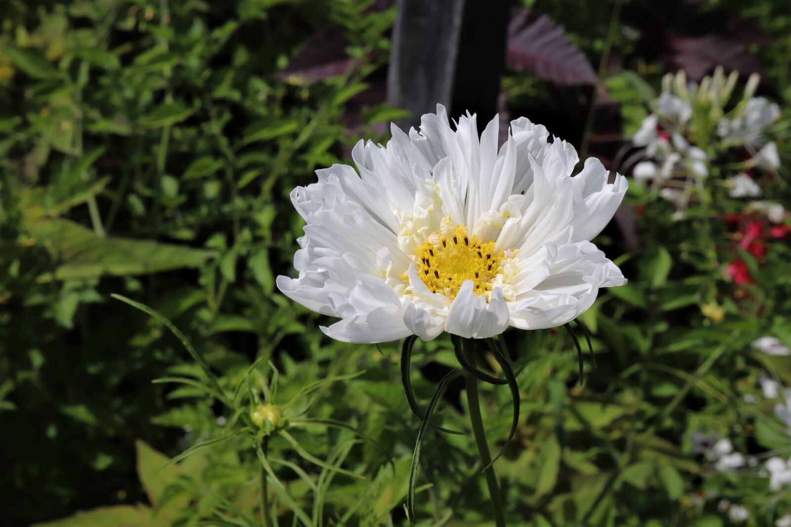 Canon EOS 800D (EOS Rebel T7i / EOS Kiss X9i) sample photo. Flowers, plants, pure white photography