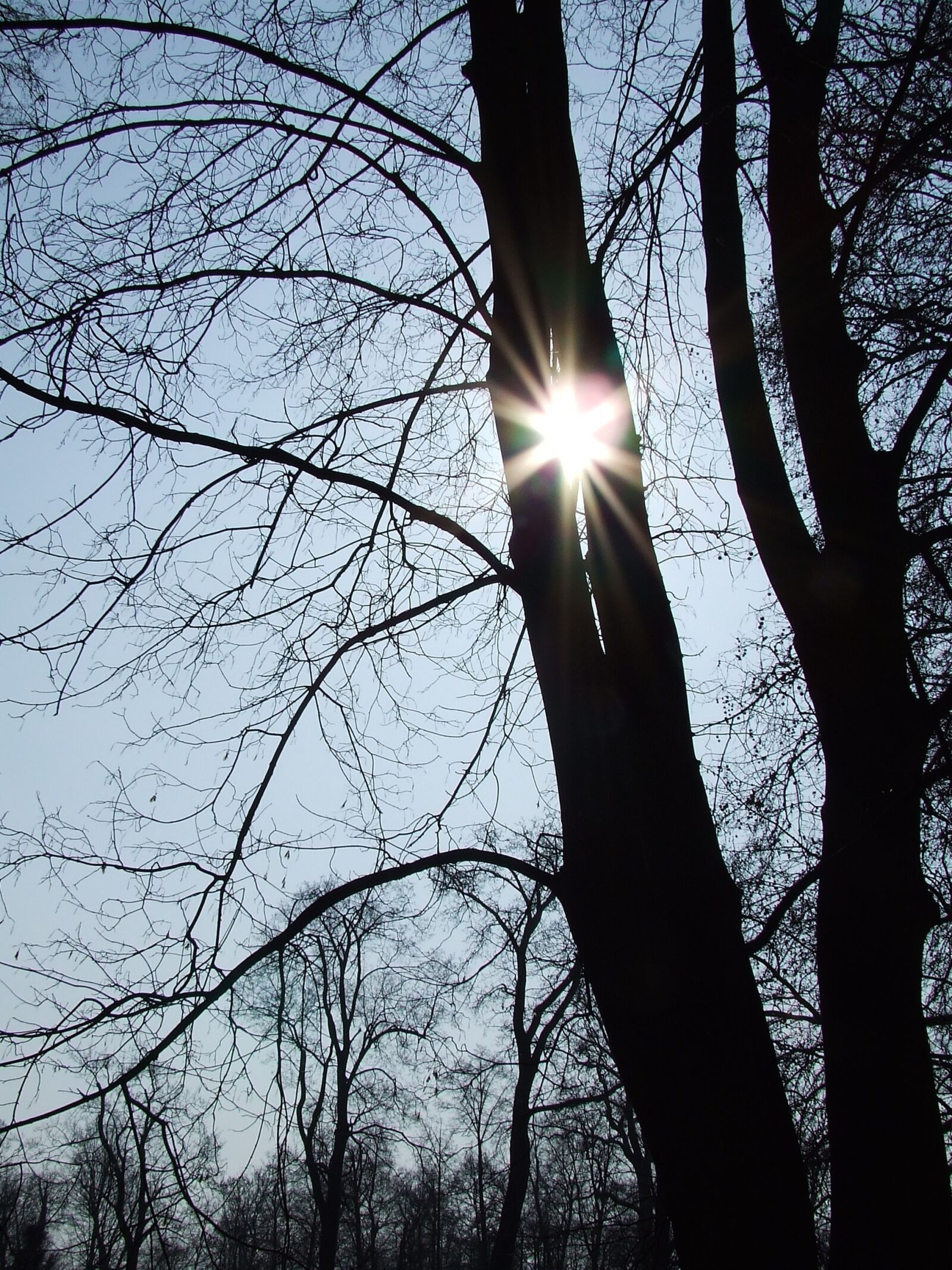 Fujifilm FinePix S5600 sample photo. Tree, the sun, nature photography