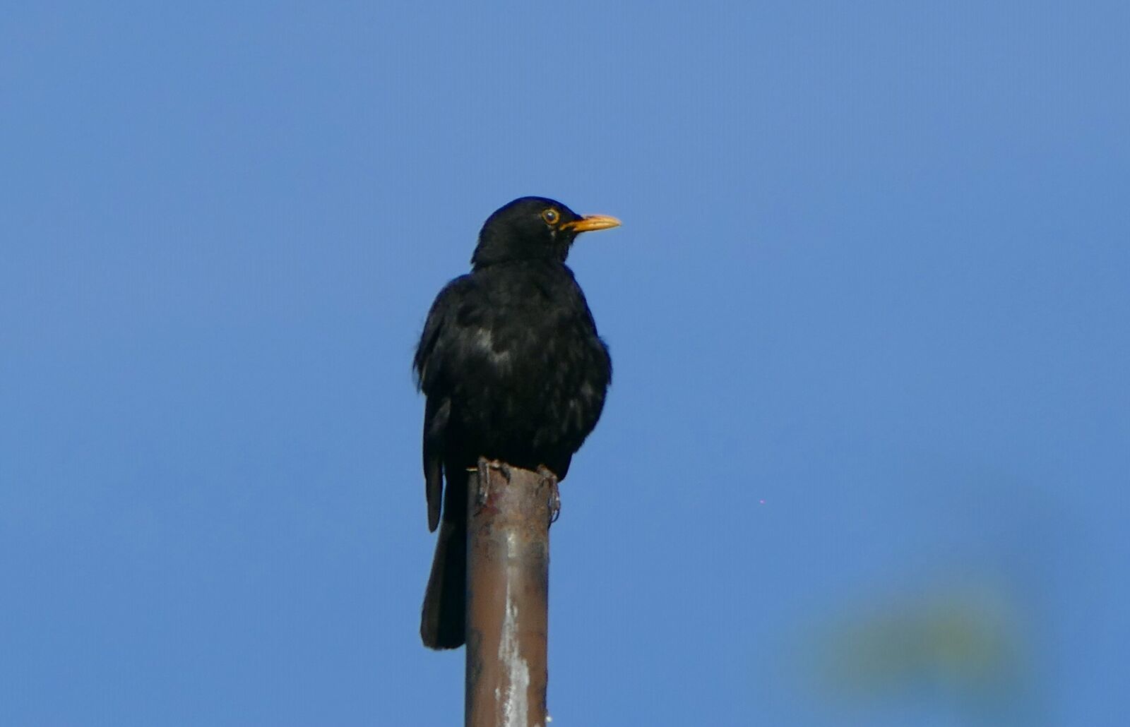 Panasonic Lumix DMC-FZ1000 sample photo. Blackbird, nature, close up photography
