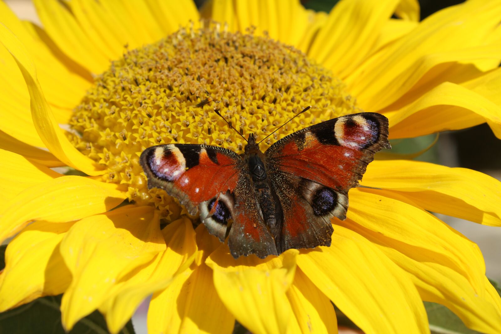Canon EOS 600D (Rebel EOS T3i / EOS Kiss X5) sample photo. Yellow, butterfly, insect photography