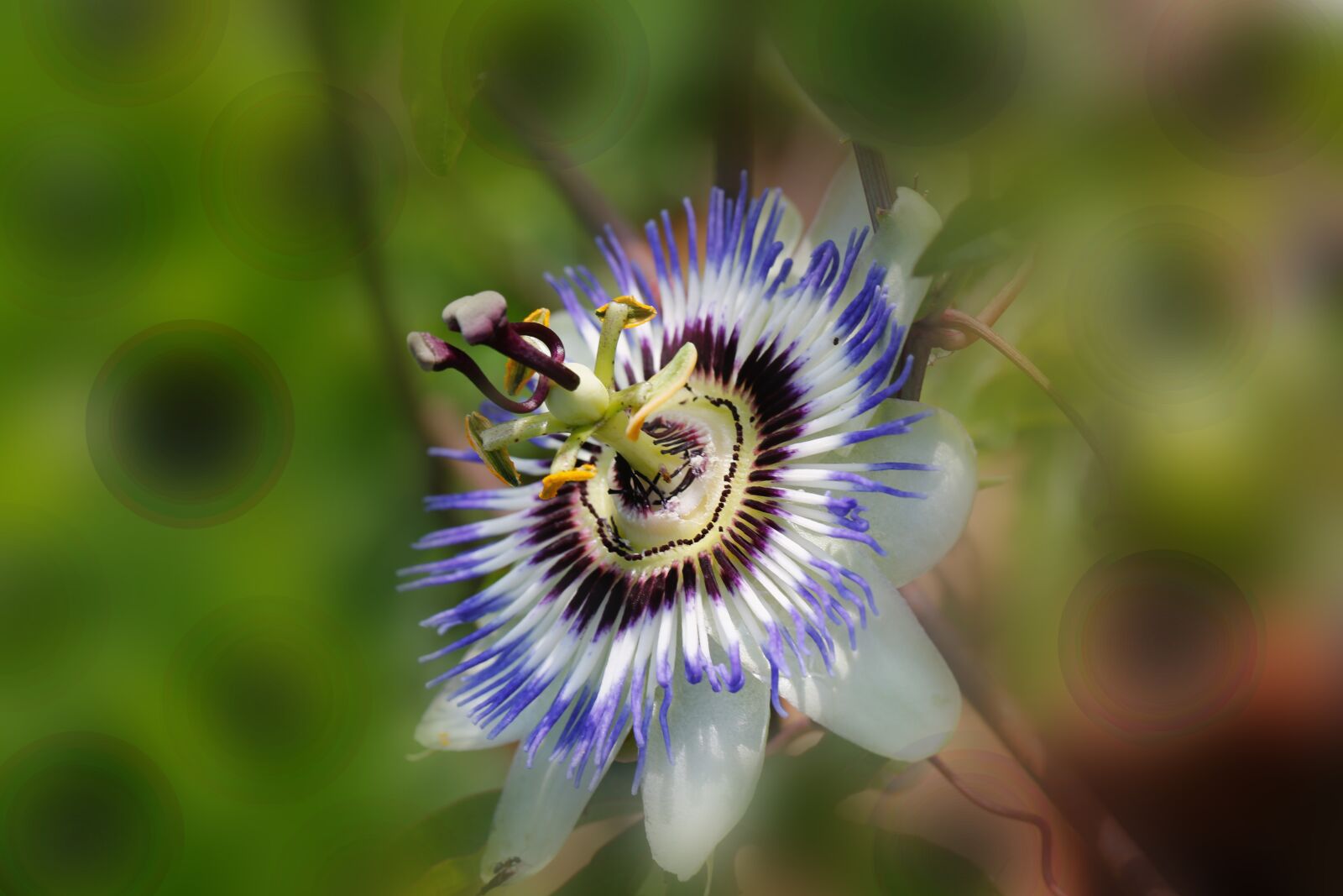 Canon EOS 5D Mark III + Canon EF 100mm F2.8L Macro IS USM sample photo. Passion flower, blossom, bloom photography
