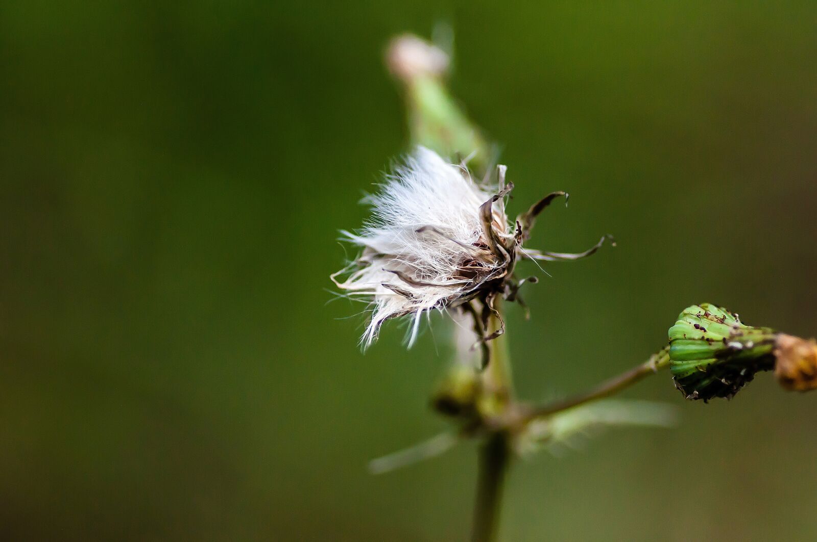 Nikon D5000 sample photo. Flower, faded, nature photography