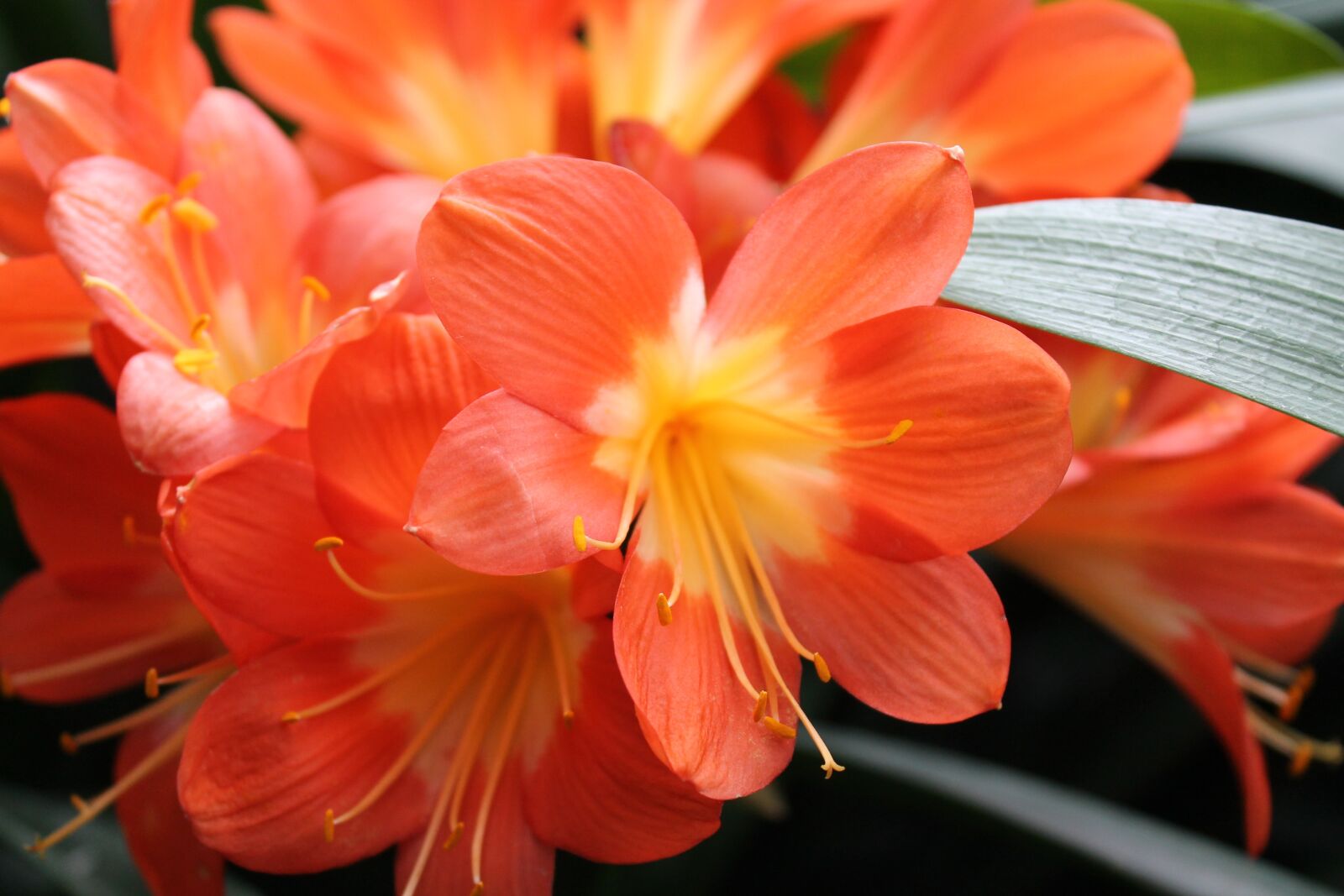 Canon EOS 1100D (EOS Rebel T3 / EOS Kiss X50) sample photo. Flower, nature, calm photography