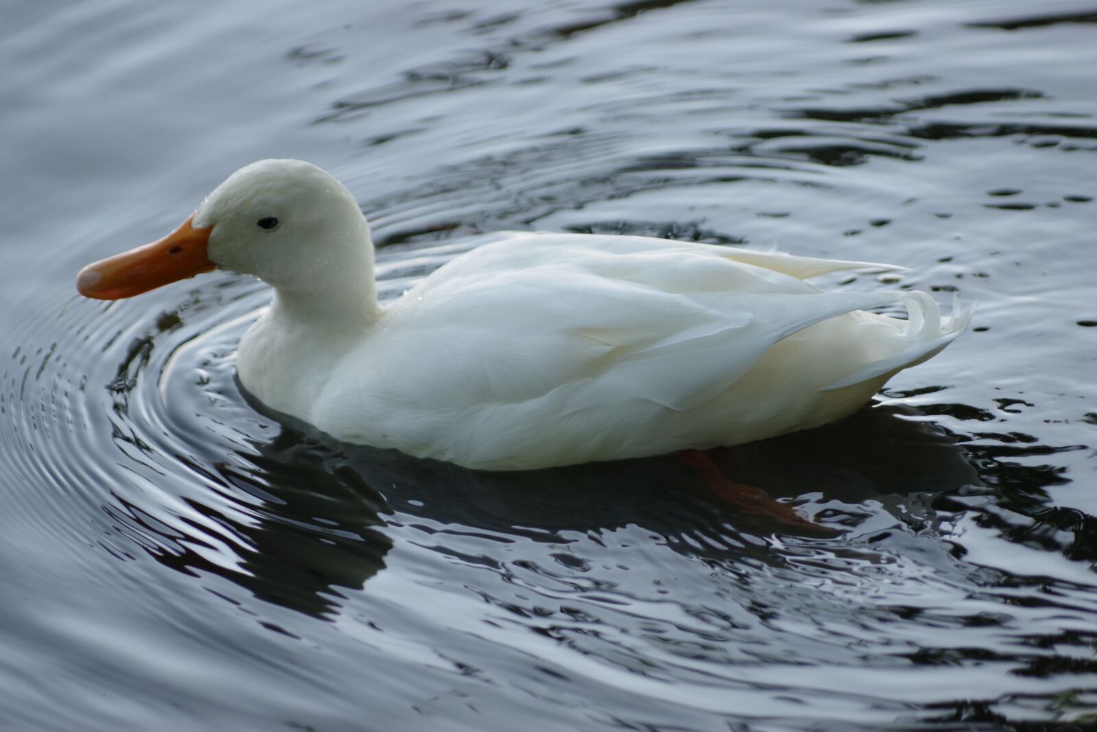 Pentax K-70 sample photo. The birds, nature, duck photography