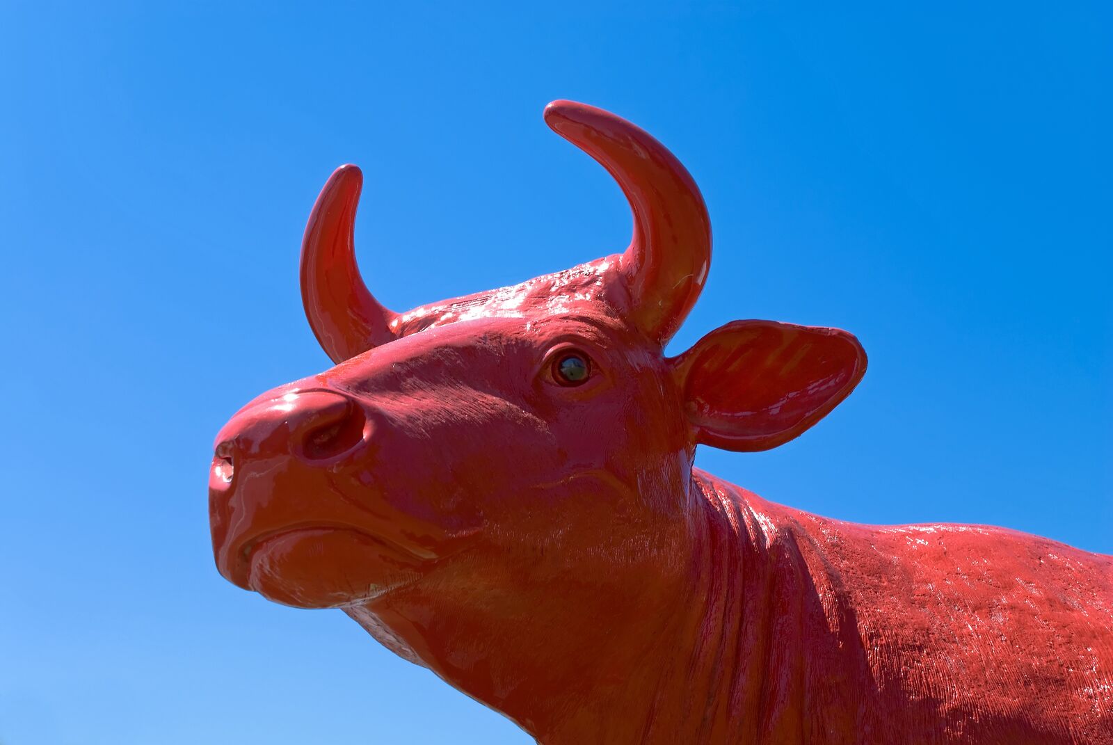 Nikon D80 sample photo. Cow, red, animal photography