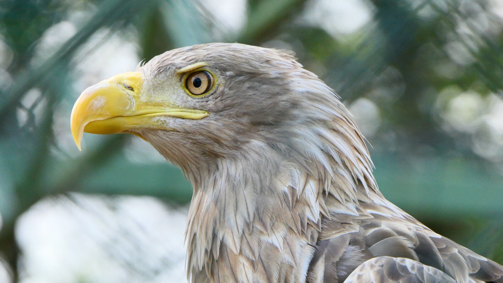 Panasonic Lumix DMC-FZ2500 (Lumix DMC-FZ2000) sample photo. Bird, birds, raptor photography
