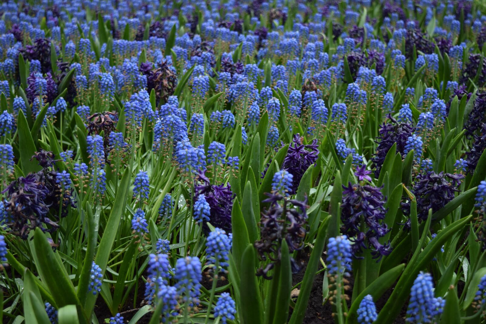 Nikon D3300 sample photo. Blue flowers, flower field photography