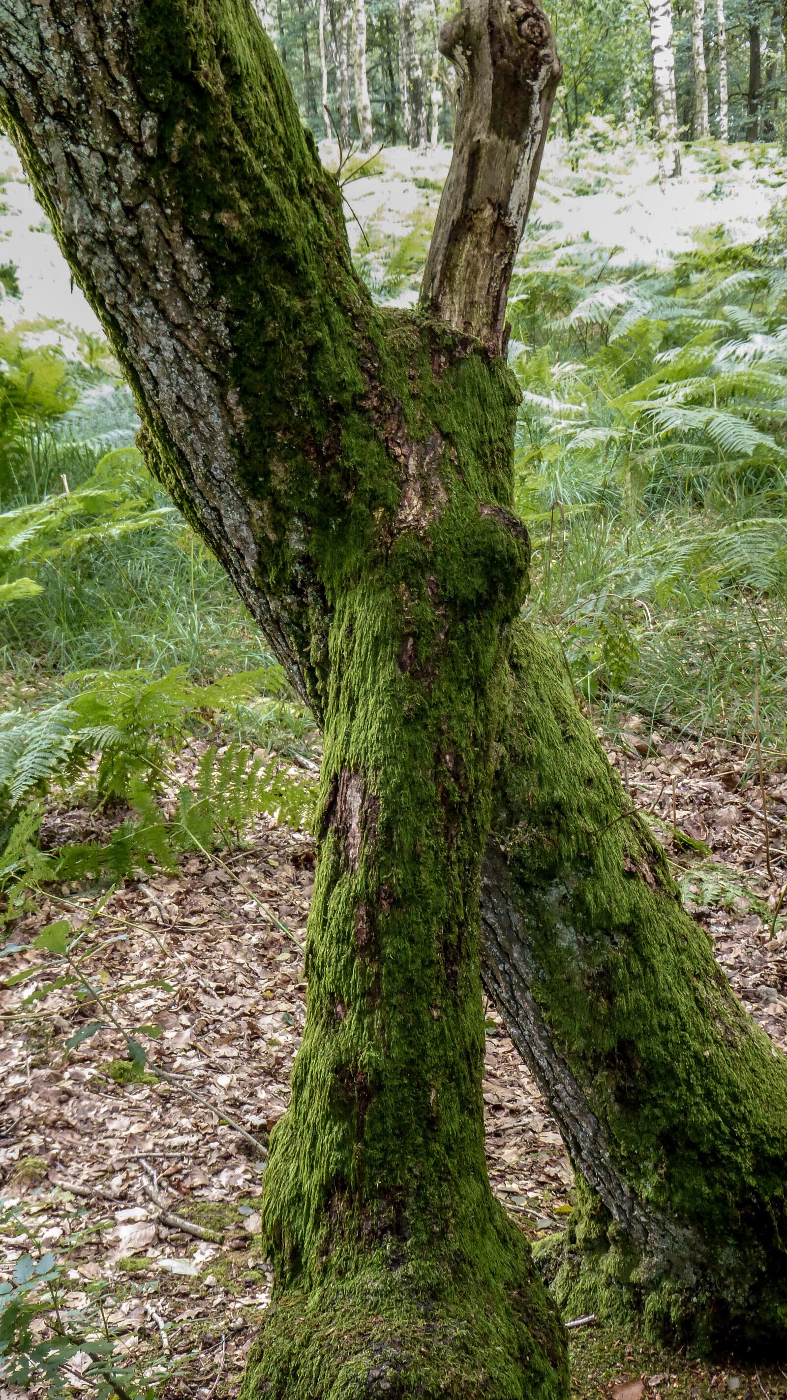 Panasonic DMC-TZ36 sample photo. Root, tree, forest photography