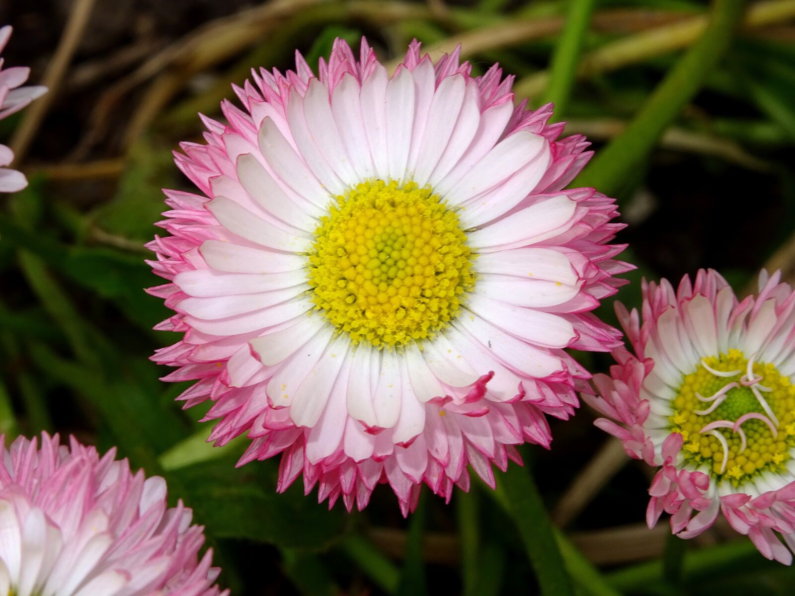 Sony DSC-HX60 sample photo. Tausendschön, daisy, composites photography