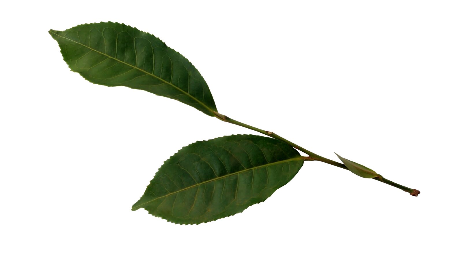 Olympus TG-1 sample photo. Tea, leaf, plant photography