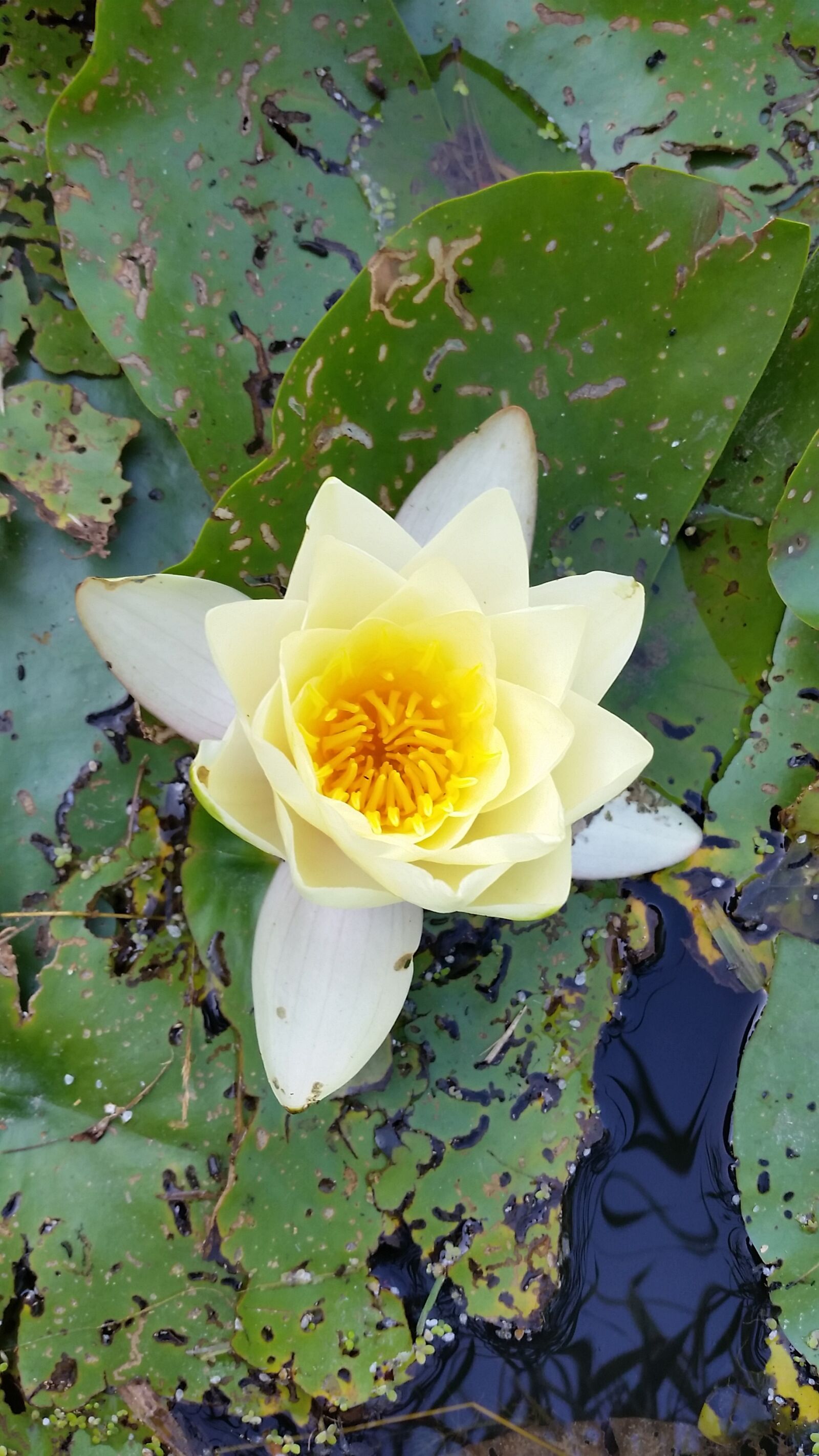 Samsung Galaxy S5 sample photo. N nufar, aquatic flower photography