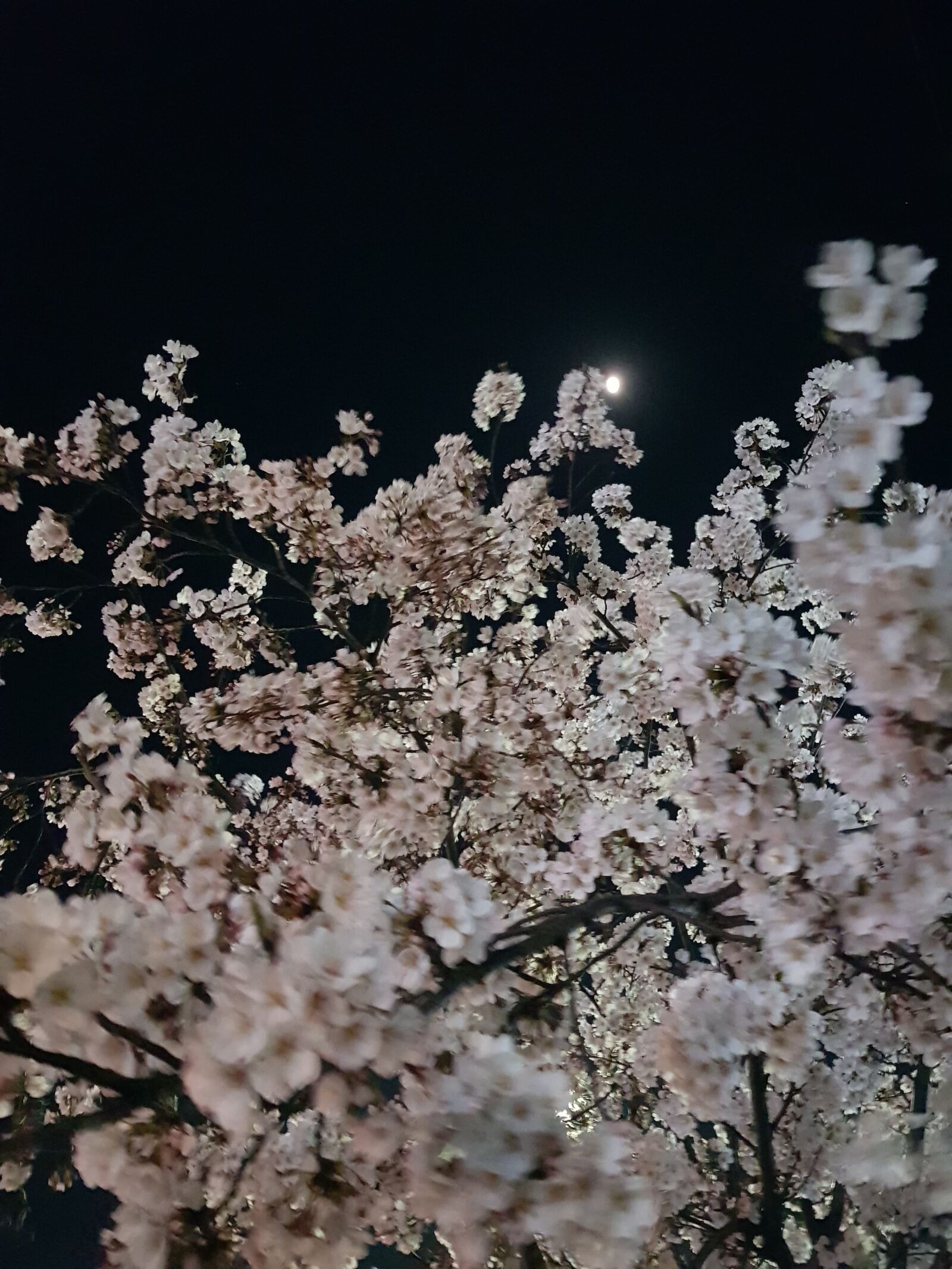 Samsung Galaxy S8+ sample photo. Night, beoc flowers, the photography