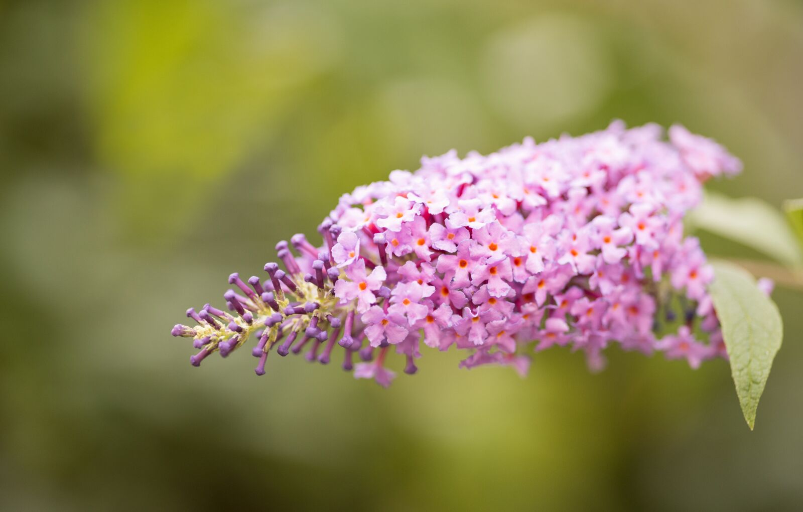 Nikon D750 sample photo. Lilac, purple, pink photography