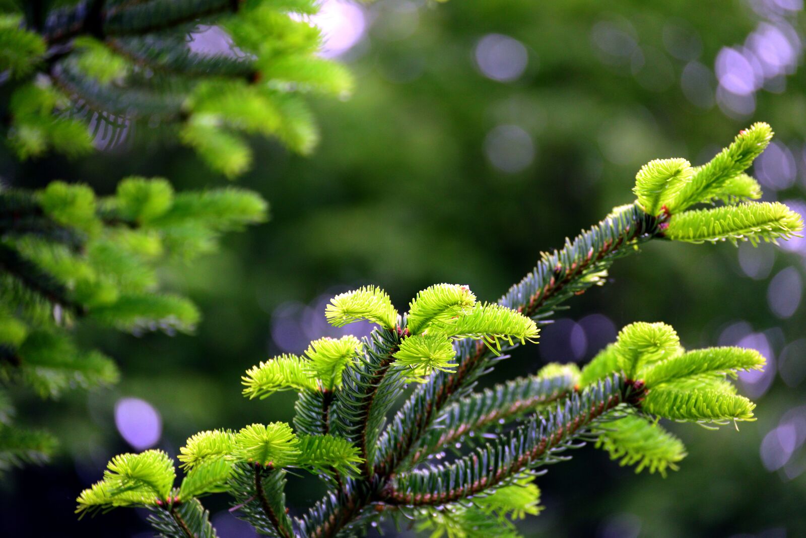 Nikon D610 sample photo. Conifer, spruce, tree photography