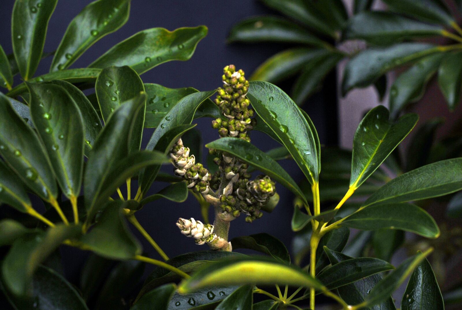 Nikon D200 sample photo. Eflera, flower underdeveloped, optus photography