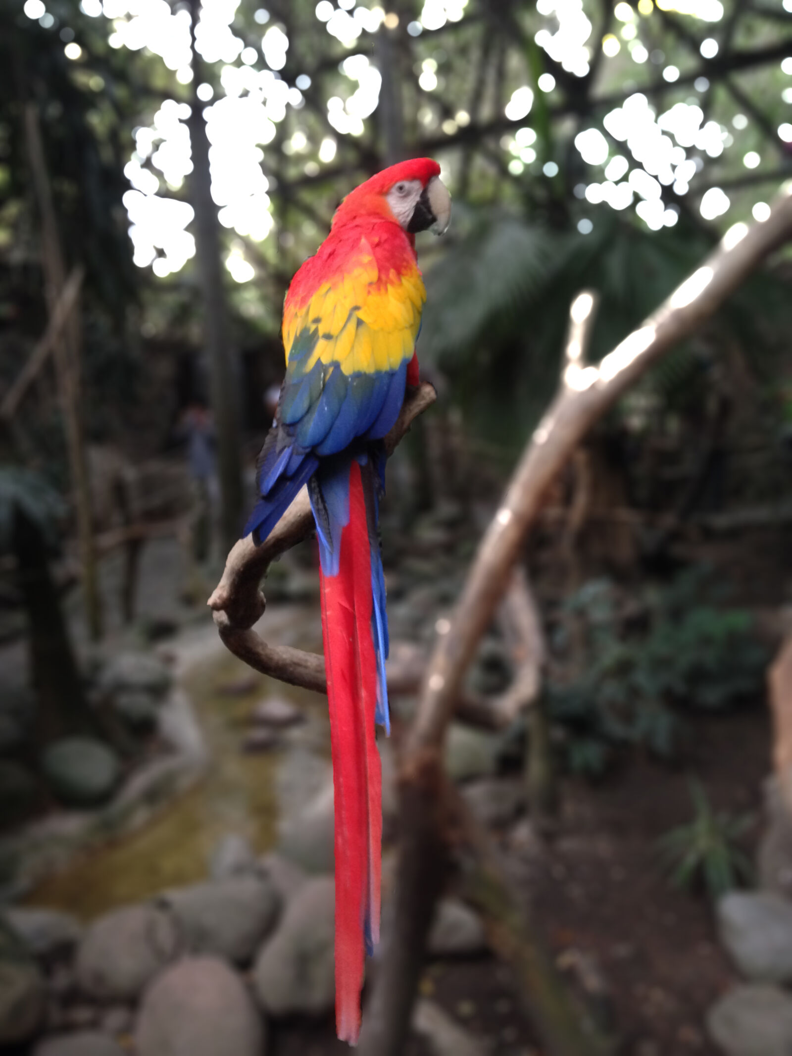Apple iPhone 5 sample photo. Forest, mexico, red, macaw photography