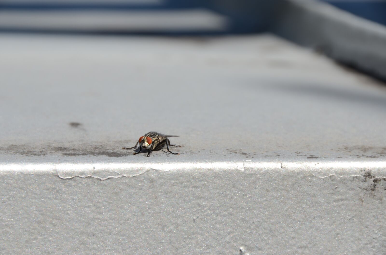 Nikon D7000 sample photo. Insect, visitor, doodlebug photography