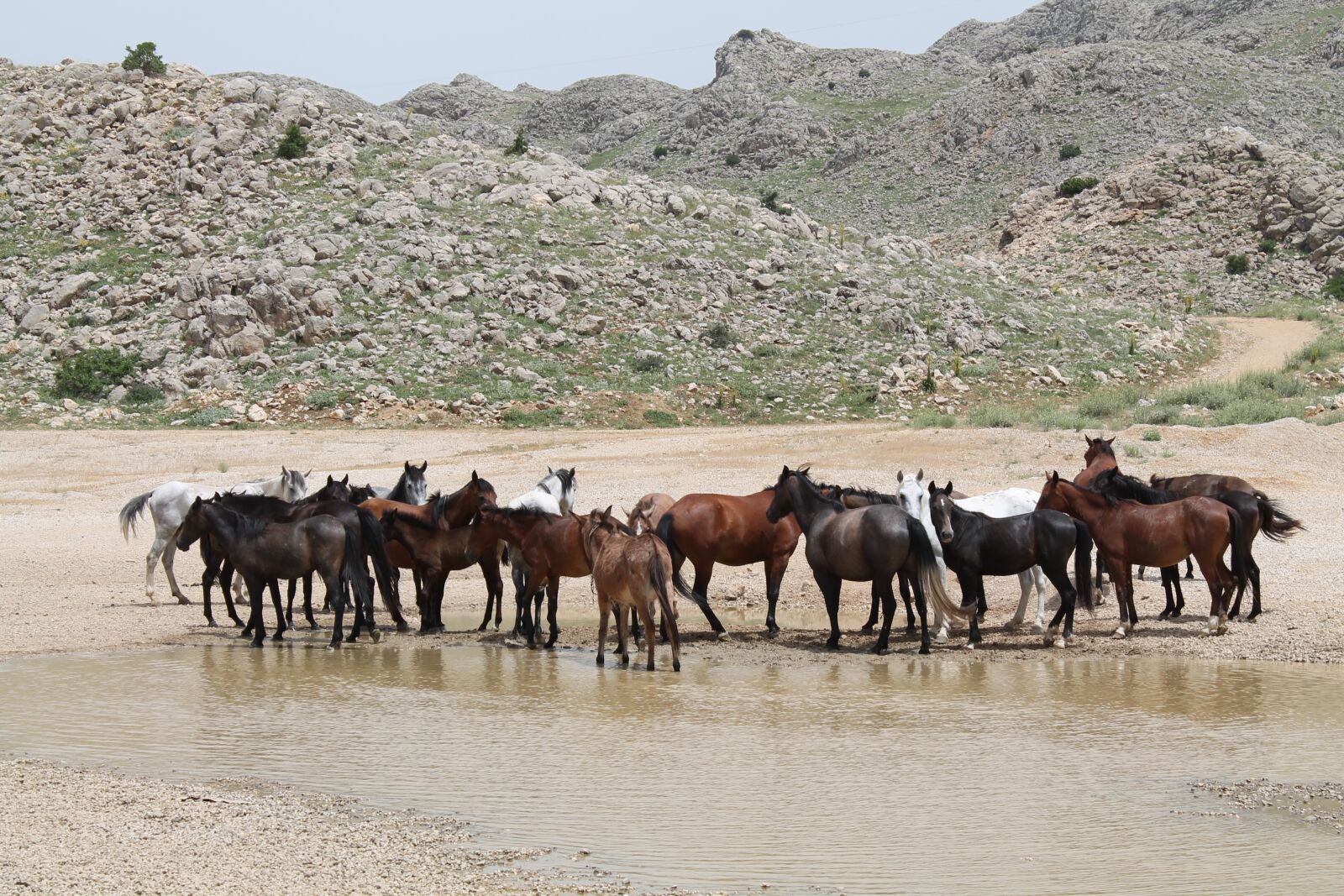 Canon EOS 1100D (EOS Rebel T3 / EOS Kiss X50) sample photo. Horse, wild, rural photography