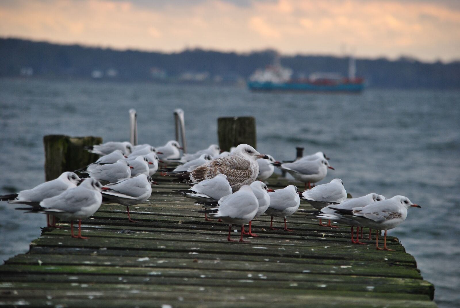 Nikon D3000 sample photo. Web, seagull, water photography