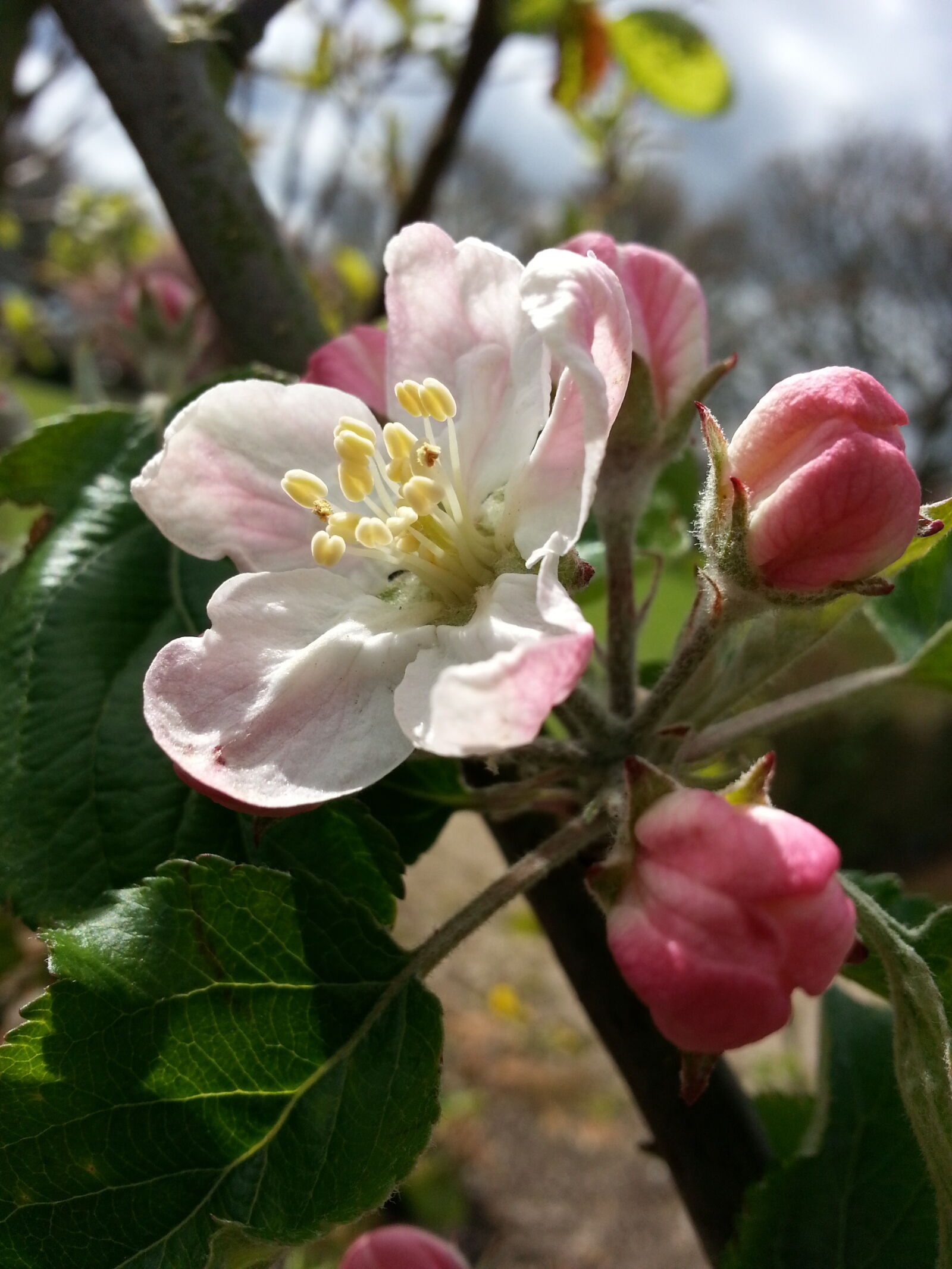 Samsung Galaxy Note2 sample photo. Closeup, flowers, nature, petals photography