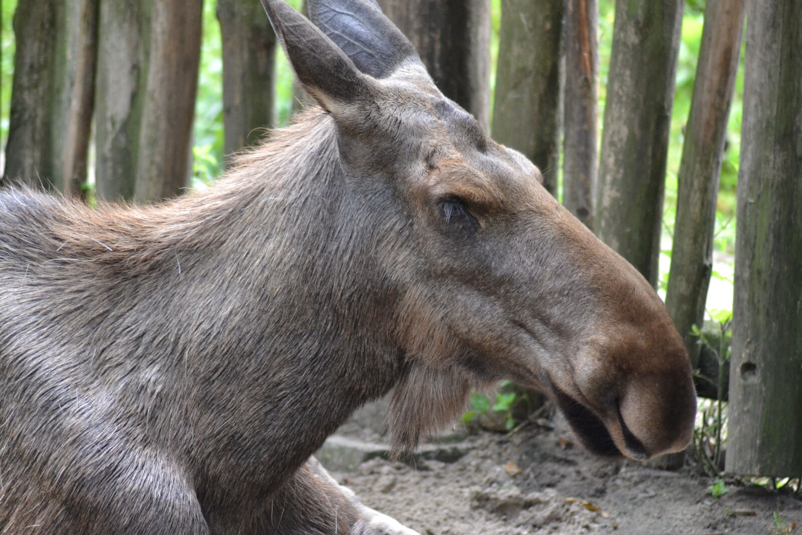 Nikon D3100 sample photo. Close, up, view, elk photography