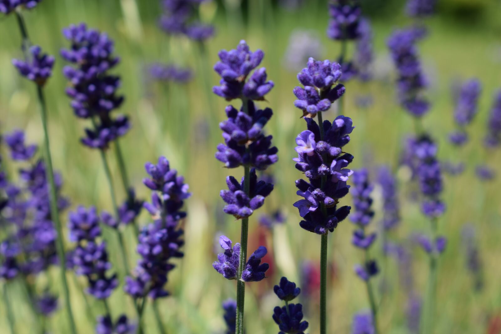 Nikon D3300 sample photo. Lavender, fields, meadow photography