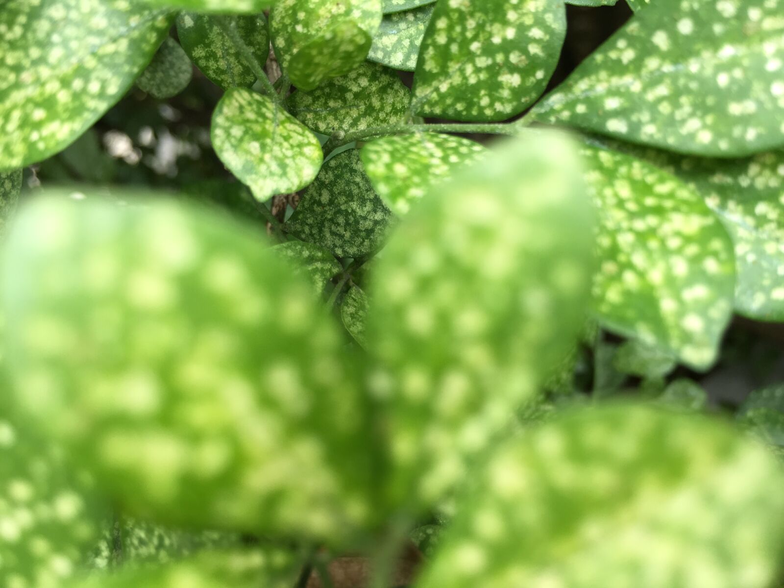 Apple iPhone 6s sample photo. Leaves, outfocus photography