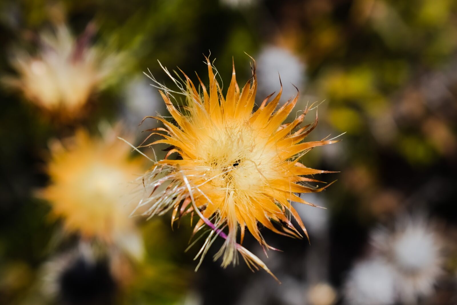 Nikon D3300 sample photo. Flower, dry, summer photography