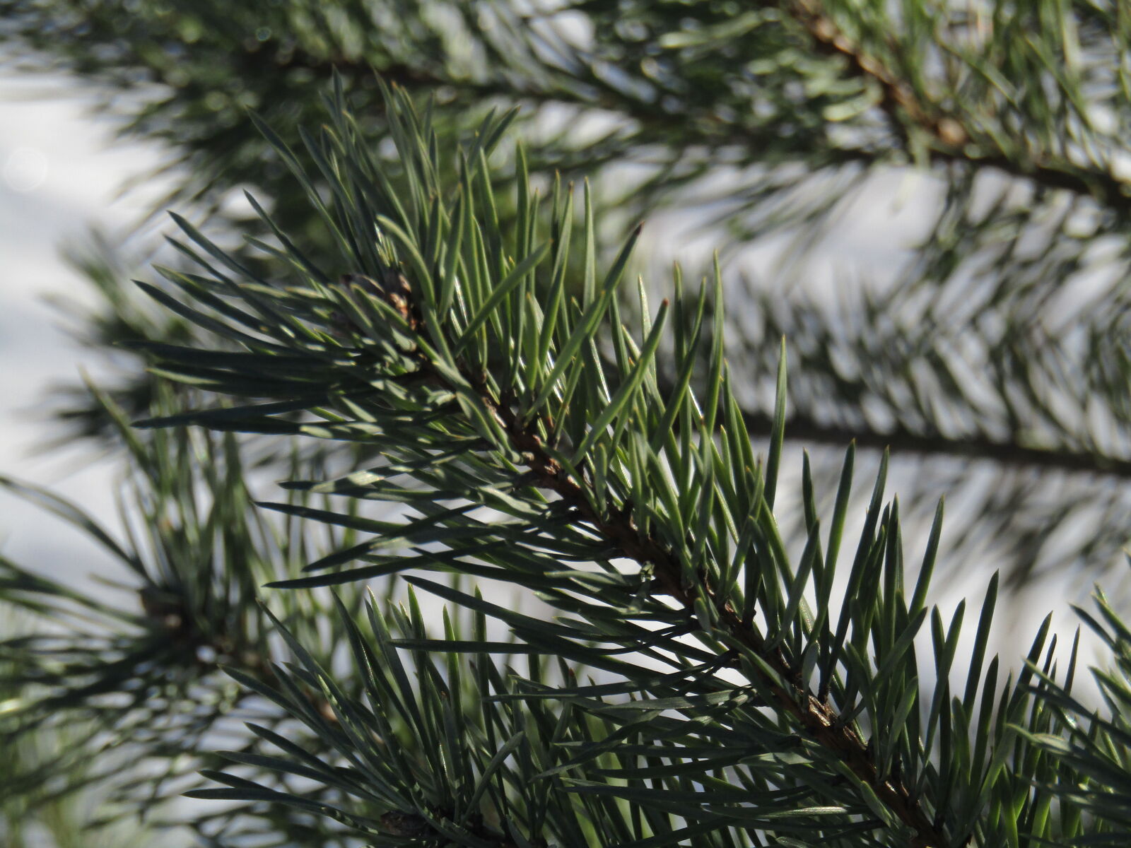 Canon PowerShot SX420 IS sample photo