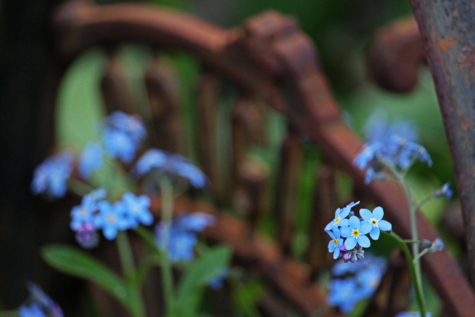 Canon EF-S 55-250mm F4-5.6 IS STM sample photo. Violet, flower bed, garden photography